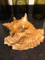 Prachtige grote schelp, Verzamelen, Verzenden, Schelp(en)