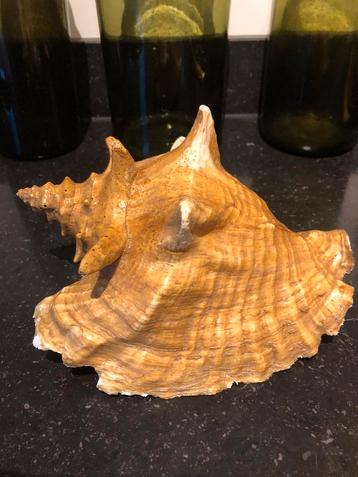 Prachtige grote schelp beschikbaar voor biedingen