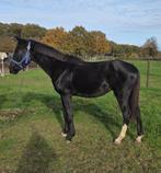 3.5 Jarige zwarte D, Dieren en Toebehoren, Pony's, Gechipt, Dressuurpony, Hengst, 3 tot 6 jaar