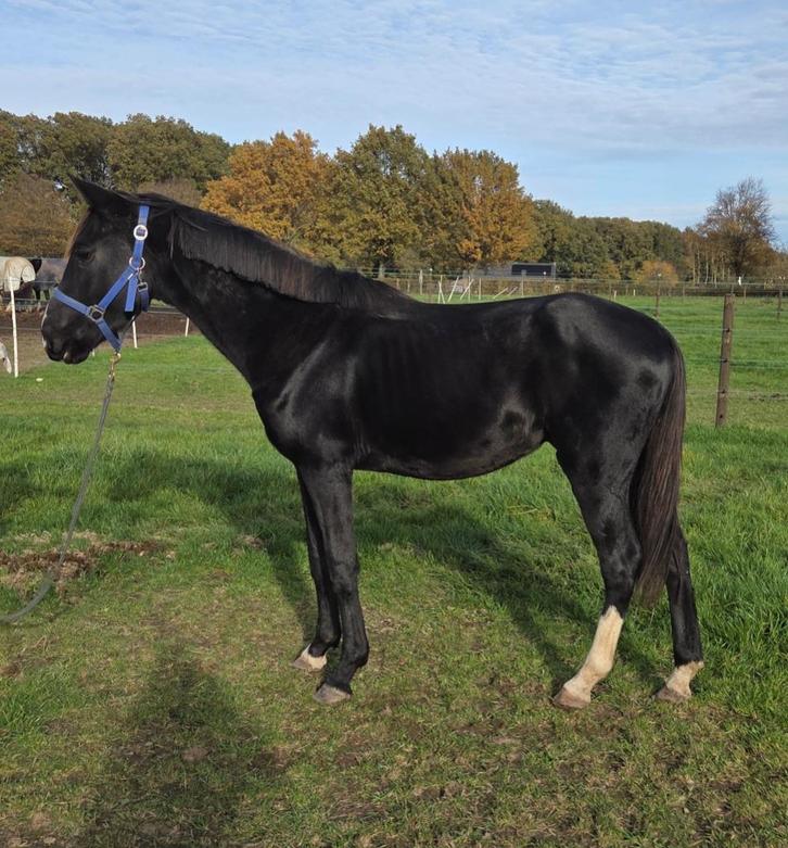 3.5 Jarige zwarte D, Dieren en Toebehoren, Pony's, Hengst, Onbeleerd, D pony (1.37m tot 1.48m), Dressuurpony, 3 tot 6 jaar, Met stamboom