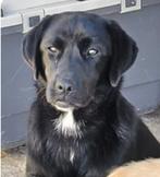 Blacky zoekt baasje, Dieren en Toebehoren, Particulier, Rabiës (hondsdolheid), 15 weken tot 1 jaar, Buitenland
