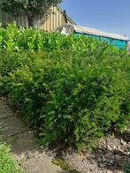 Taxus | Vlinderstruiken | Photinia red robin | laurier, Tuin en Terras, Ophalen, Taxus, Struik, Minder dan 100 cm