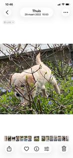 Prachtige GOLDEN RETRIEVER pups - reutjes, Nederland, Reu, 8 tot 15 weken, Meerdere