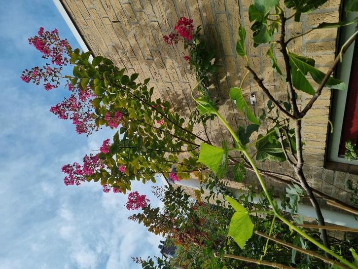 Lagostoemenia, Tuin en Terras, Planten | Bomen, Overige soorten, 250 tot 400 cm, Volle zon, Zomer, In pot, Ophalen