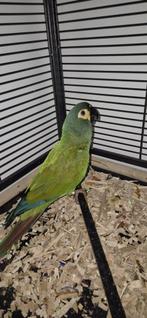 Ara maracana(pop), Dieren en Toebehoren, Vogels | Parkieten en Papegaaien, Vrouwelijk, Papegaai