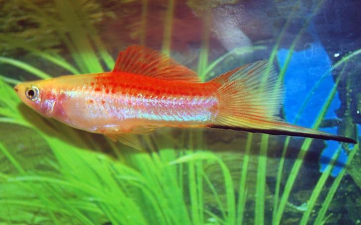 Zwaarddrager Pineapple - leuke visjes voor je aquarium, Dieren en Toebehoren, Vissen | Aquariumvissen, Zoetwatervis, Vis