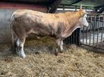 Blonde ( dek ) stier te koop, Dieren en Toebehoren, Runderen, Mannelijk