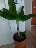 Bananenplant met pot en kruk, Ophalen, Vaste plant, Bloeit niet, Halfschaduw