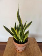 sanseveria, Huis en Inrichting, Ophalen, Minder dan 100 cm