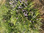 liriopen 'Money Maker', Tuin en Terras, Ophalen of Verzenden, Zomer, Overige soorten, Volle zon
