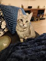 4 Kittens te koop, Dieren en Toebehoren, Meerdere dieren, Kortharig, 0 tot 2 jaar