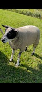Dekram, Mannelijk, Schaap