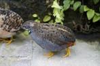 Chinese dwergkwartel haan, Dieren en Toebehoren, Pluimvee, Mannelijk, Kip