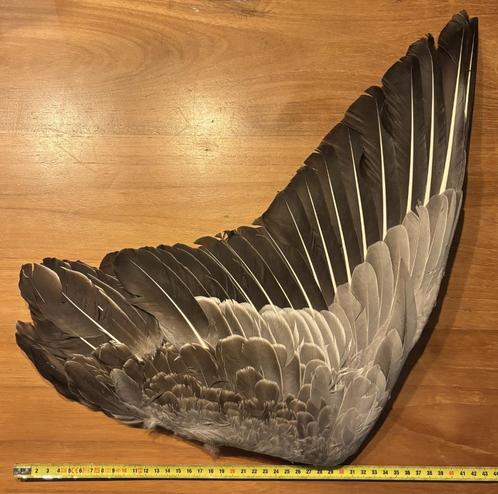 Echte ganzenvleugel als decoratie/imker of (zuiverings)ritue, Huis en Inrichting, Woonaccessoires | Wanddecoraties, Zo goed als nieuw