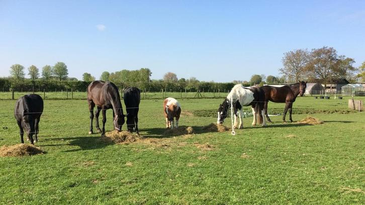 Pensionstalling aangeboden, Dieren en Toebehoren, Stalling en Weidegang
