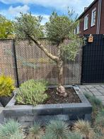 Olijfboom met grillige stam 240 cm, Bloeit niet, 100 tot 250 cm, Olijfboom, Ophalen