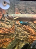 Silver Arowana, Dieren en Toebehoren, Vissen | Aquariumvissen, Vis