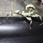 Prachtige Australische flappentakken Innisfail, Dieren en Toebehoren, Insecten en Spinnen