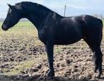 Bijrijder gezocht apeldoorn, Dieren en Toebehoren, Paarden en Pony's | Verzorgingsproducten, Ophalen, Nieuw
