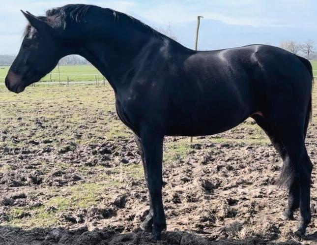 Bijrijder gezocht apeldoorn, Dieren en Toebehoren, Paarden en Pony's | Verzorgingsproducten, Nieuw, Ophalen