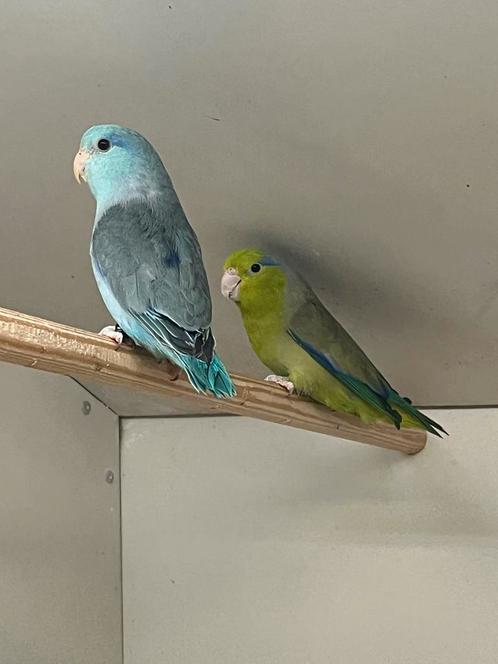 Div Koppels Forpussen, Dieren en Toebehoren, Vogels | Parkieten en Papegaaien, Parkiet, Meerdere dieren, Geringd