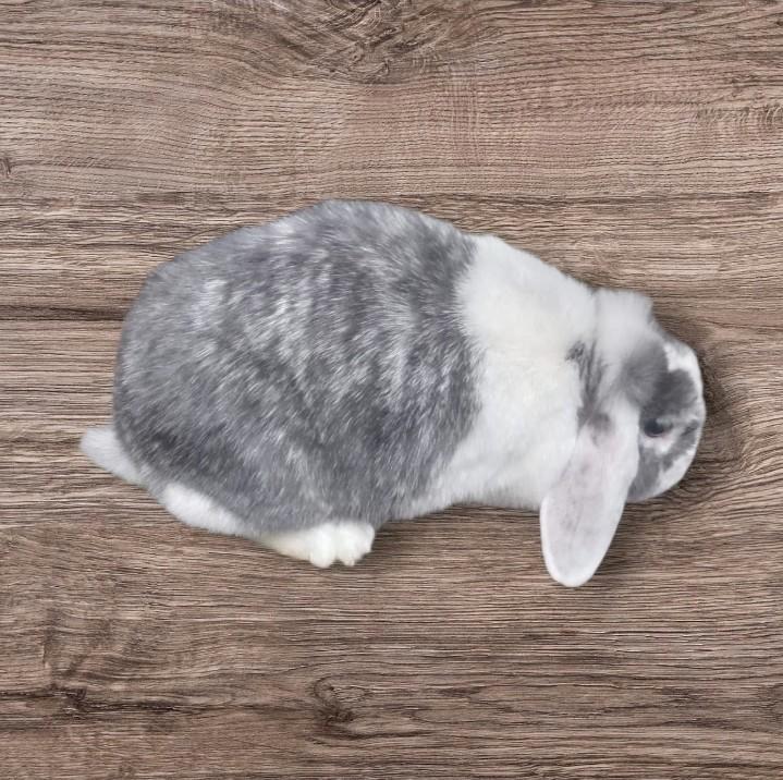 Nhd Nederlandse hangoordwerg voedster van 3 ,5 jr oud, Dieren en Toebehoren, Konijnen, Dwerg, Vrouwelijk
