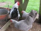wyandotte krielkippen meerzomig zilver patrijs, Meerdere dieren, Kip
