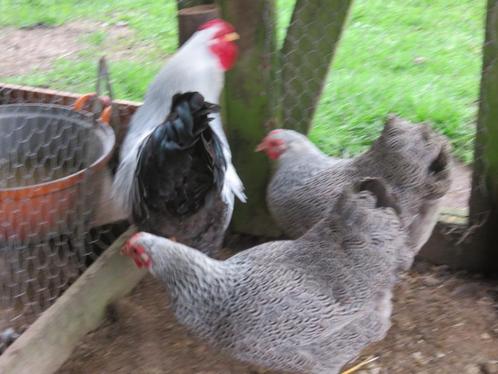 wyandotte krielkippen meerzomig zilver patrijs, Dieren en Toebehoren, Pluimvee, Kip, Meerdere dieren