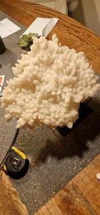 Aragoniet mega exemplaar op richmond standaart, Ophalen of Verzenden, Overige typen