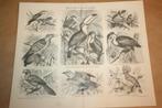 Antieke prent - Vogels Toekan, Hop, Koekoek etc. - 1885 !!, Ophalen of Verzenden, Voor 1940, Gebruikt, Overige onderwerpen
