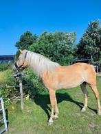 Prachtige grote Haflingermerrie, Dieren en Toebehoren, Paarden, Merrie, Minder dan 160 cm, Gechipt, Dressuurpaard