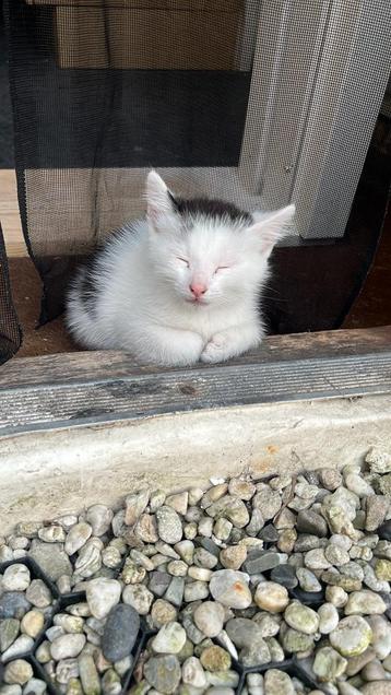 Lieve kitten te koop beschikbaar voor biedingen