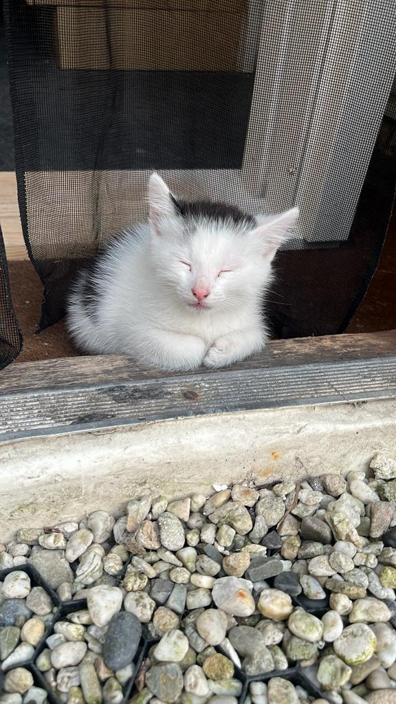 Lieve kitten te koop, Dieren en Toebehoren, Katten en Kittens | Overige Katten, Kater