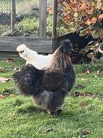 Zijdehoen haan, Dieren en Toebehoren, Pluimvee, Mannelijk, Kip