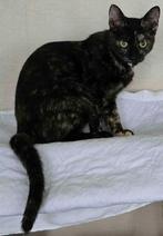 FROU-FROU EN EVA TWEE ONAFSCHEIDELIJKE LIEVE VRIENDINNEN NL, Poes, Kortharig, 0 tot 2 jaar