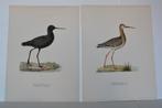 JONGE ZWARTE RUITER 2 Litho's Vogels TOTANUS ERYTHROPUS VA2, Antiek en Kunst, Kunst | Litho's en Zeefdrukken, Verzenden