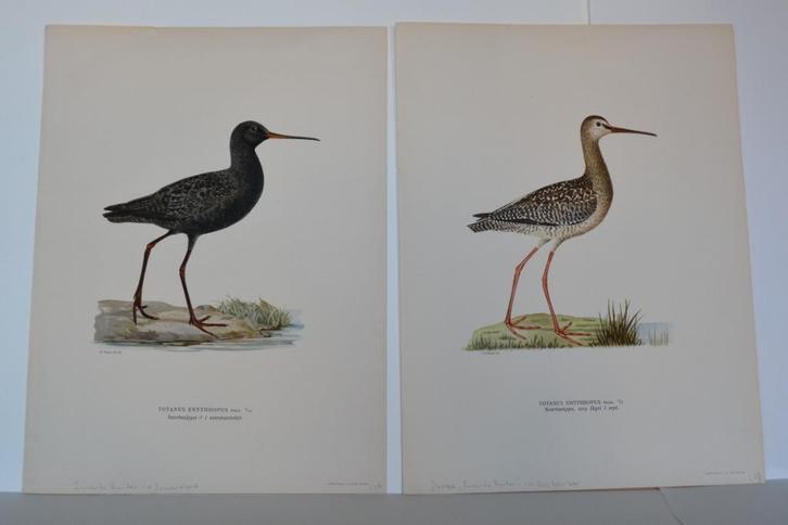 JONGE ZWARTE RUITER 2 Litho's Vogels TOTANUS ERYTHROPUS VA2, Antiek en Kunst, Kunst | Litho's en Zeefdrukken, Verzenden