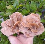 Woestijnroos grote Zandroos edelsteen natuursteen mineralen, Verzamelen, Mineralen en Fossielen, Ophalen of Verzenden