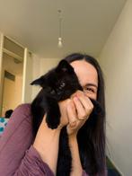 Beautiful black kitten - Ragdoll mix, Dieren en Toebehoren, Poes, Langharig, 0 tot 2 jaar