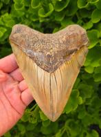 *14,8cm* Megalodon tand, Ophalen of Verzenden, Fossiel