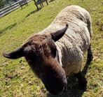 Te koop Suffolk dek ram, Dieren en Toebehoren, Mannelijk, Schaap