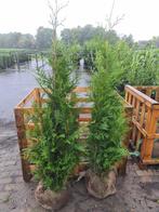 Thuja Plicata Excelsa coniferen in diverse maten, Ophalen of Verzenden, Conifeer, Haag, 100 tot 250 cm