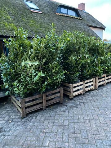 Laurier novita 1,50 beschikbaar voor biedingen