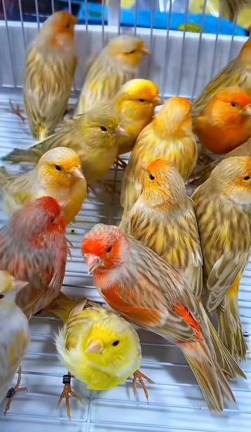 zingende zang kanaries in diverse kleuren beschikbaar voor biedingen