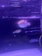 Tetraodon Fluviatilis (kogelvis), Vis, Zoetwatervis