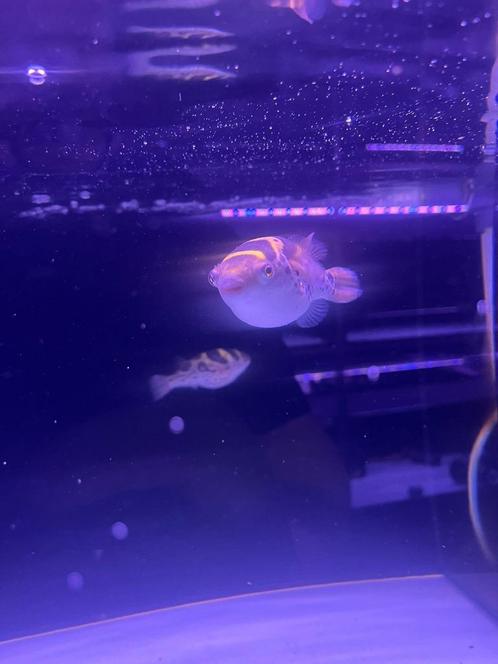 Tetraodon Fluviatilis (kogelvis), Dieren en Toebehoren, Vissen | Aquariumvissen, Zoetwatervis, Vis