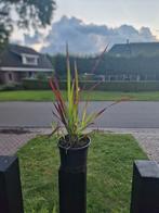 Mooie volle bloedgras planten in 3 liter pot, Ophalen, Zomer, Overige soorten, Volle zon