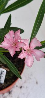 Nerium oleander Martha Hana Hensly, Ophalen of Verzenden, Zomer, Overige soorten, Volle zon