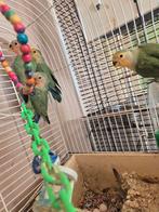 Jonge agaponis te koop van 3 maanden oud, Dieren en Toebehoren, Vogels | Parkieten en Papegaaien, Geslacht onbekend, Dwergpapegaai of Agapornis