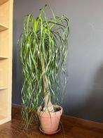 Ponytail palm, Beaucarnea recurvata, Groene kamerplant, Ophalen, Halfschaduw, 100 tot 150 cm